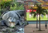 Trớ trêu: Khu xem World Cup miễn phí ế ẩm vì nằm giữa... đầm lầy cá sấu, muốn vào phải đi bộ qua vùng từng có cá sấu tấn công người