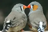 AI đã giải mã được tiếng chim, ngày con người nói chuyện được với động vật sắp đến gần?