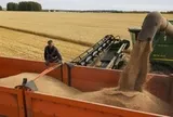 Kỹ sư Nga tìm ra "bản đồ gen" tăng tốc năng suất ngũ cốc tỷ USD: Tháo điểm nghẽn của ngành nông nghiệp