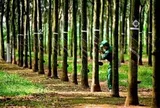 Một doanh nghiệp cao su báo lãi quý II tăng vọt, chuẩn bị thưởng cổ phiếu tỷ lệ “khủng” 300%