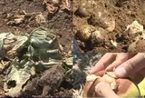 Nắng nóng kỷ lục kéo dài khiến khoai tây Hàn Quốc bị "luộc chín" ngay trên ruộng, bắp cải cũng cháy lá