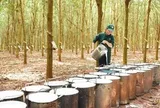Một doanh nghiệp cao su chuẩn bị chốt ngày thưởng cổ phiếu tỷ lệ 300%