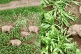 Đàn voi 7 con xâm chiếm ruộng ngô rồi lăn ra ngủ say sưa, cảnh tượng khiến chuyên gia 11 năm kinh nghiệm cũng phải kinh ngạc