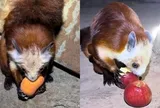 Thực hư sinh vật ăn quả bàn đào trên núi Võ Đang khiến dân mạng tưởng phải ngồi tù