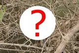 Đang chụp ảnh bên sông, người đàn ông phát hiện "quái vật" dài 2 m, vừa đến gần nó lập tức làm điều này