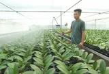Thanh Hóa: Công nghệ vào ruộng, nông sản tìm đường ra thị trường