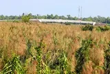 Lau trổ đầy đồng, dân nói hết lũ, thời tiết từ nay đến tháng 4-2027 thế nào?