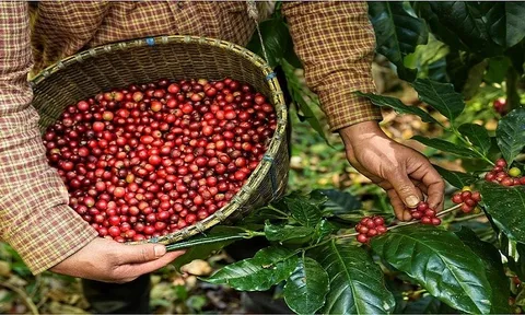 Cà phê Việt lập kỷ lục xuất khẩu mới giữa nửa đầu năm