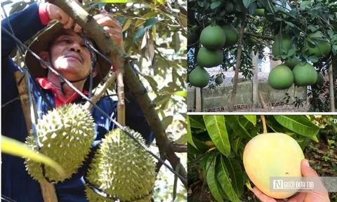 Nâng tầm nông sản Đồng Nai – Kỳ 2: Tái cấu trúc nông nghiệp để vượt "điểm nghẽn"