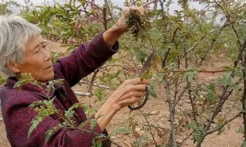Cây xưa chỉ trồng lấy quả, nay hái lá đem bán cũng ra tiền