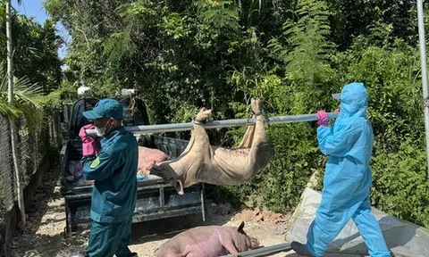 Hàng ngàn con heo chết vì mắc dịch tả heo châu Phi, vì sao vắc-xin chưa được sử dụng rộng rãi?