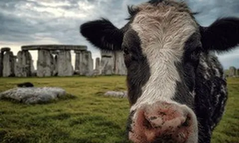 Chiếc răng bò 5.000 năm tuổi đã thay đổi những gì chúng ta biết về Stonehenge