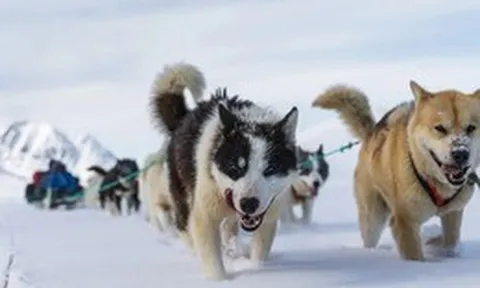 Bí mật 9.000 năm tuổi: Phân chó tiết lộ chế độ ăn kỳ lạ của chó kéo xe Siberia