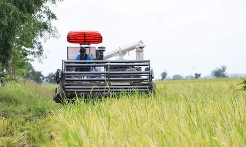 Giá 'hạt vàng' giảm sốc, nông dân Campuchia oằn mình chịu lỗ gần 7 triệu đồng/ha, tính bỏ ruộng sang Thái Lan làm thuê