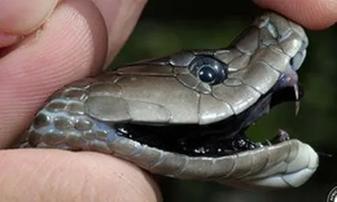 Thuốc giải rắn mamba: Cứu người trong chớp mắt, nhưng lại khiến cơ thể 'bùng nổ' như thế nào?