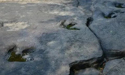 Bí ẩn khoa học đằng sau khả năng tồn tại hàng triệu năm của những dấu chân khủng long hóa thạch