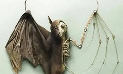 Tại sao dơi là động vật có vú duy nhất có thể bay thực thụ?