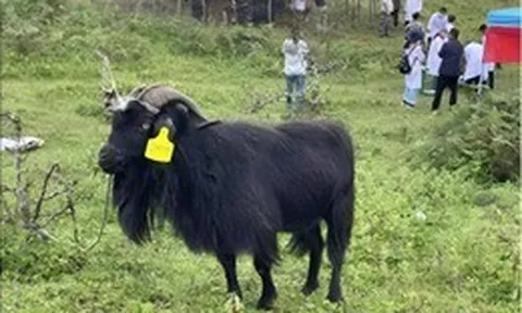 Mất tích 20 năm và từng bị liệt vào danh sách tuyệt chủng, tại sao loài dê này lại đột nhiên xuất hiện?