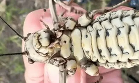 Phát hiện loài côn trùng lạ được ví như bình dầu sống khiến dân mạng tranh cãi nảy lửa!