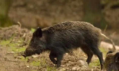 Bí ẩn đằng sau sự bùng nổ và suy tàn nhanh chóng của loài lợn lai tại vùng đất chết Fukushima sau thảm họa hạt nhân