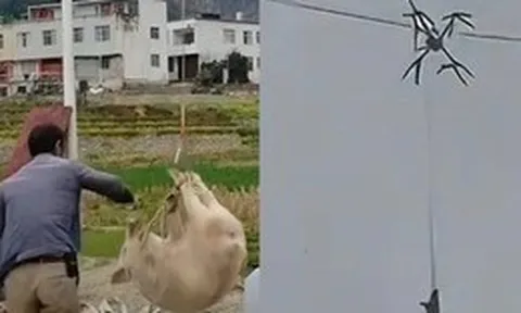 Con lợn biết bay khiến cả làng mất điện
