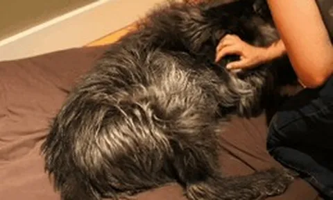 Sự thật ngã ngửa: Tại sao chó đạp chân điên cuồng khi được gãi bụng?