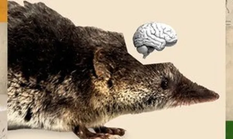 Hiện tượng Dehnel: Bí ẩn loài vật tự "teo não" và thu nhỏ xương cốt để sống sót qua mùa đông
