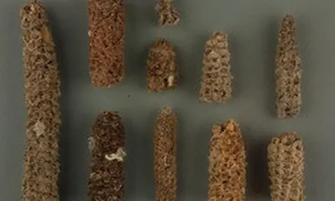 Bí mật "bốc mùi" giúp nền văn minh cổ đại nở hoa giữa sa mạc khô cằn nhất Trái Đất