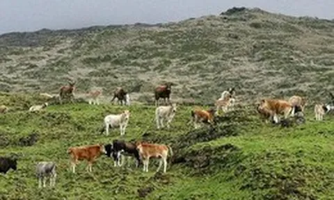 Sự trỗi dậy và sụp đổ của "đảo bò": 140 năm tiến hóa thần tốc kết thúc bằng một quyết định tàn khốc