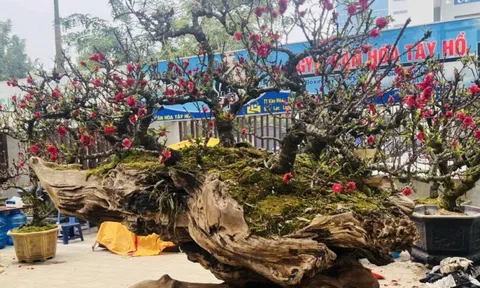 Đào thất thốn bạc tỷ xuống phố