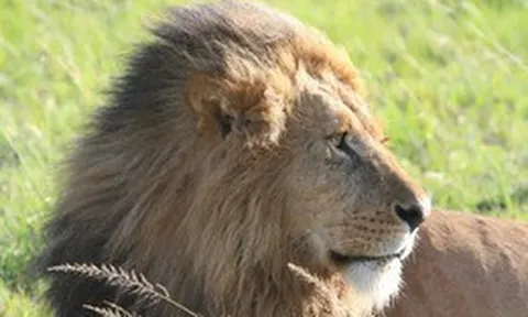 Lần đầu tiên trên thế giới, pháp y ADN giúp kết án tội phạm giết và buôn bán một cá thể sư tử