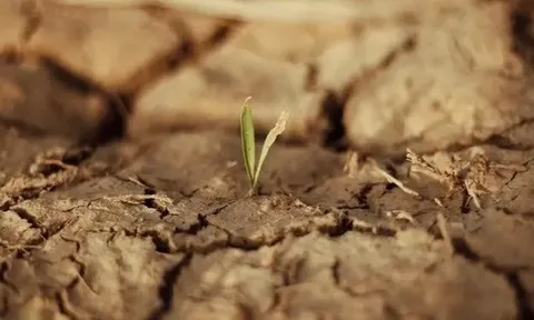 Sử dụng một giống "hóa thạch sống", Trung Quốc biến sa mạc cát thành đất xanh trong 10 tháng