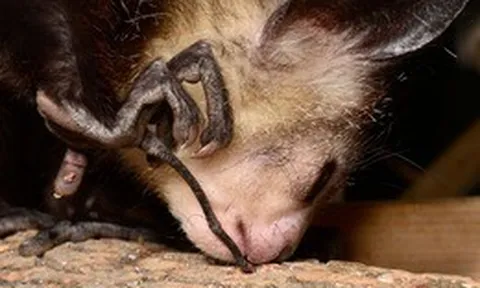 Khỉ Aye-aye, sinh vật kỳ lạ bậc nhất tại Madagascar, loài linh trưởng duy nhất sử dụng định vị bằng tiếng vang để săn mồi