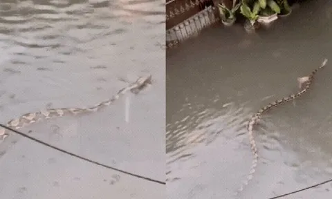 Sốc: Trăn khổng lồ dài 5m bơi giữa phố ngập ở Bali, clip từ ban công khiến dân mạng rùng mình