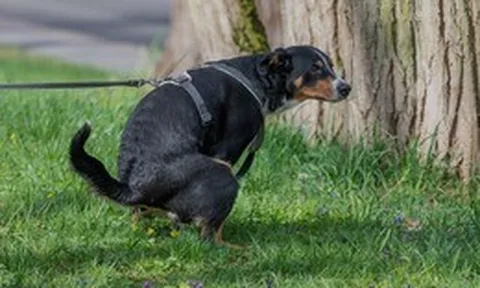 Vì sao bò dê vừa đi vừa thải còn chó mèo phải ngồi đúng tư thế khi đi vệ sinh?