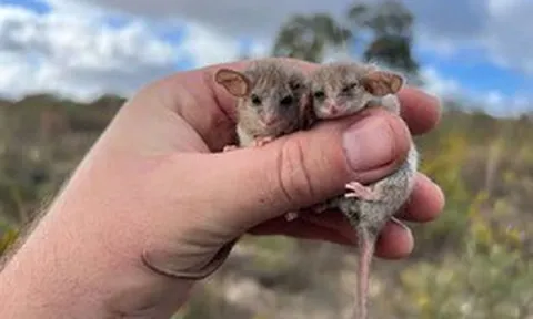Phát hiện chấn động về loài thú có túi tí hon nhất thế giới: Sự tái xuất đầy bất ngờ sau hai thập kỷ ẩn mình tại Nam Úc