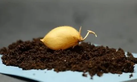 Đạt được đột phá nông nghiệp với đất Mặt Trăng, phi hành gia tương lai có thể sẽ phải ăn đậu gà cả tháng