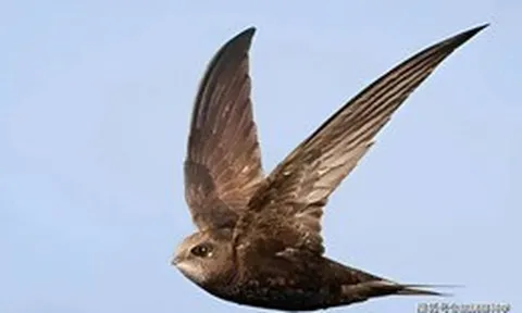 Bí ẩn loài chim bay suốt mười tháng không hạ cánh: Ăn ngủ trên trời nhưng vẫn sinh con bình thường