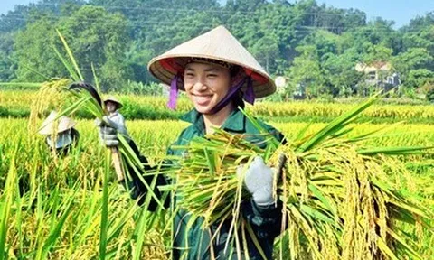 Bảo hiểm nông nghiệp: Cơ hội mở ra từ cải cách thể chế