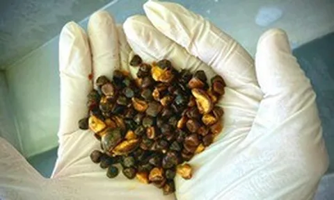 Có thể bạn chưa biết: Loại “đá” kỳ lạ trong bụng bò này hiện đang đắt hơn cả vàng!