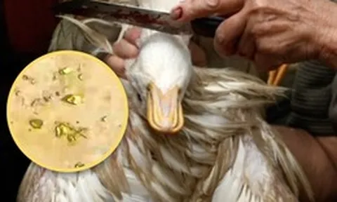 Mổ vịt phát hiện vàng thật trong dạ dày: Câu chuyện lạ ở Trung Quốc gây bão mạng xã hội