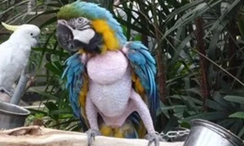 Nghiện tự làm đau: Sự tương đồng đáng sợ giữa người và vẹt khi tự nhổ lông xé da để trốn tránh các áp lực cuộc sống