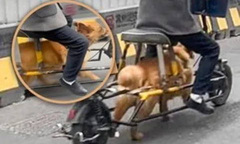 Người đàn ông Trung Quốc biến thú cưng thành “động cơ sống”, cảnh tượng trên đường khiến mạng xã hội phẫn nộ