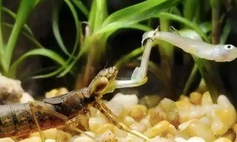 Ấu trùng chuồn chuồn ăn 3.000 con muỗi mỗi năm nhưng lại trở thành món ăn khoái khẩu của con người