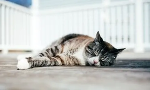 Vì sao mèo nhà bạn thường ngủ nghiêng bên trái: Bí mật khoa học thú vị phía sau thói quen quen thuộc