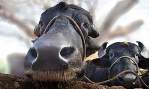 Vì sao trâu và bò có ngoại hình rất giống nhau nhưng gần như không thể lai tạo với nhau?