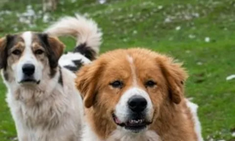 Phát hiện DNA chó cổ nhất lịch sử: Hé lộ mối quan hệ 16.000 năm giữa con người và loài chó