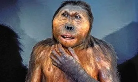 Loài Paranthropus đã cùng tồn tại với con người trong 850.000 năm, nhưng lại không để lại hậu duệ nào: Lực cắn cực mạnh chính là nguyên nhân dẫn đến sự tuyệt chủng của chúng