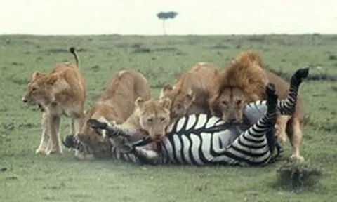 Nghiên cứu ngựa vằn hơn 100 năm, các nhà sinh vật học bối rối vì hóa ra bộ vằn này vốn không phải để ngụy trang