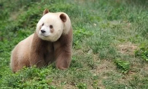 Bí ẩn về Thất Tử: Chú gấu trúc sở hữu bộ lông màu sô-cô-la độc nhất vô nhị trên thế giới